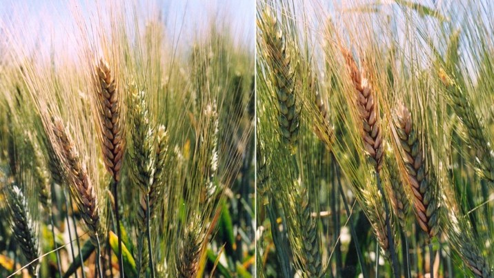 bea micotox inactiv 2.jpg